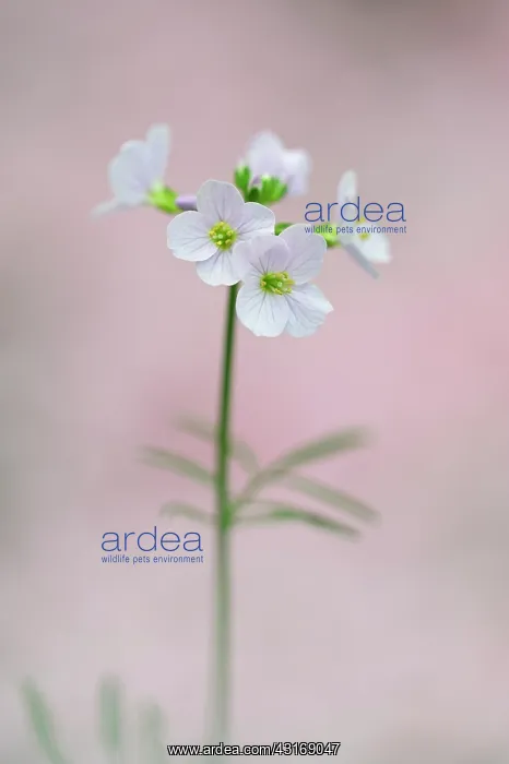 : Cuckoo Flower : Cuckoo Flower