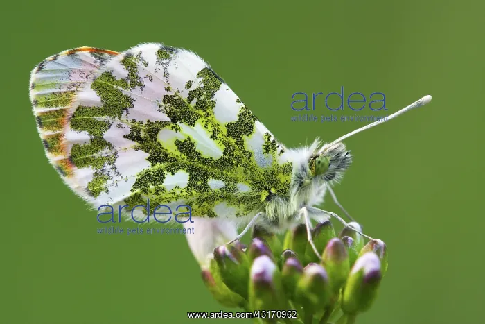  : Cuckoo Flower