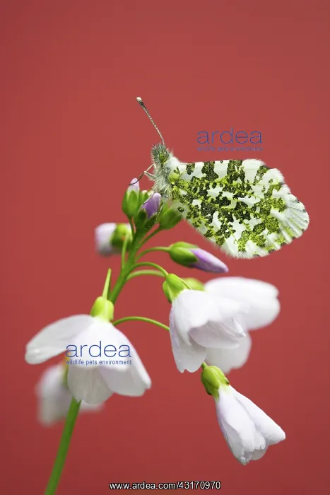 : Cuckoo Flower : Cuckoo Flower
