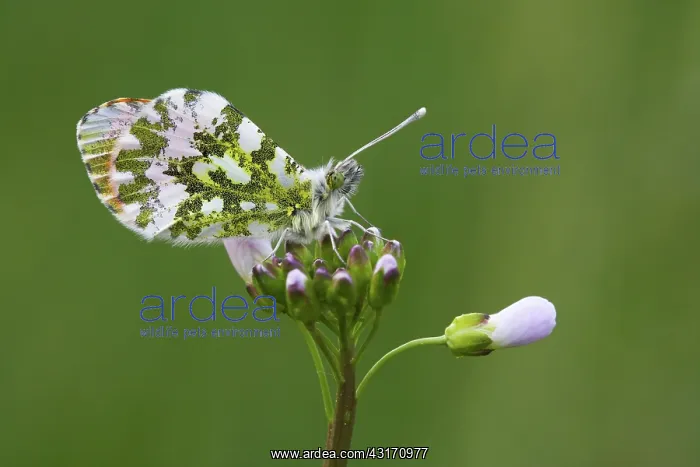 : Cuckoo Flower : Cuckoo Flower