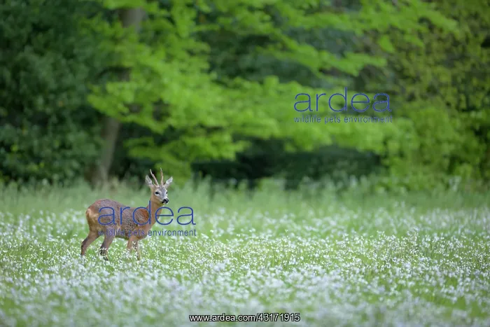 : Cuckoo Flower : Cuckoo Flower