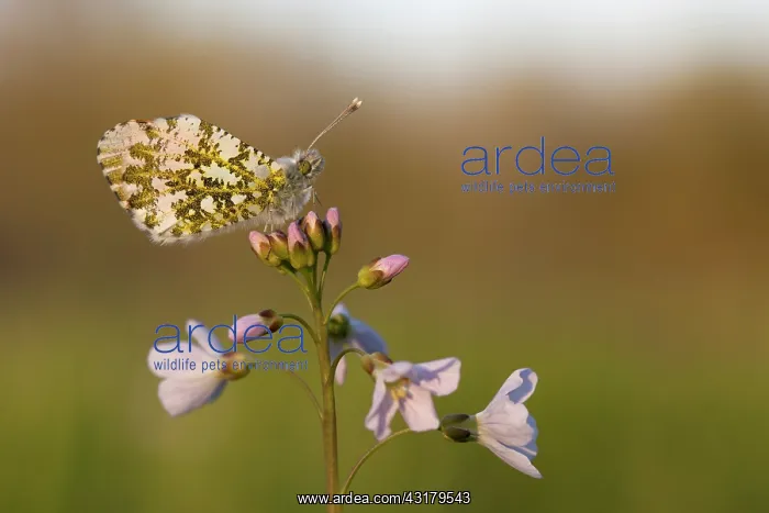 : Cuckoo Flower : Cuckoo Flower