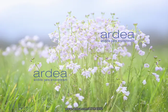  : Cuckoo Flower