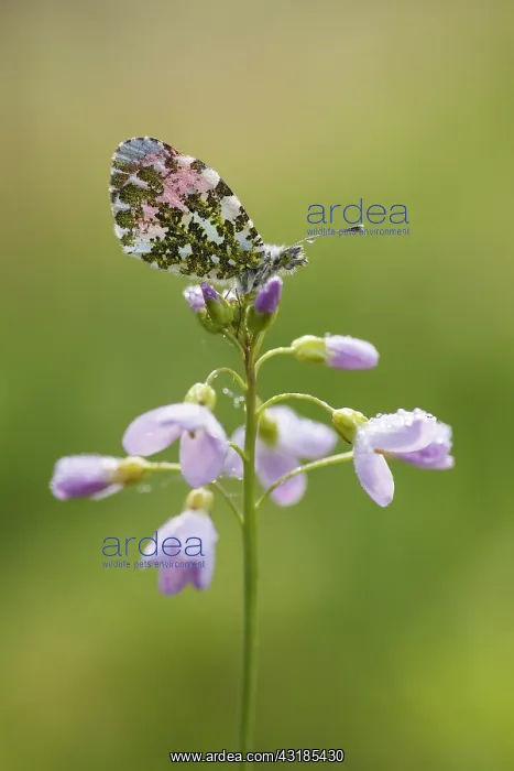 : Cuckoo Flower : Cuckoo Flower