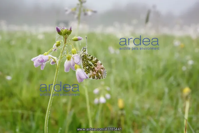 : Cuckoo Flower : Cuckoo Flower