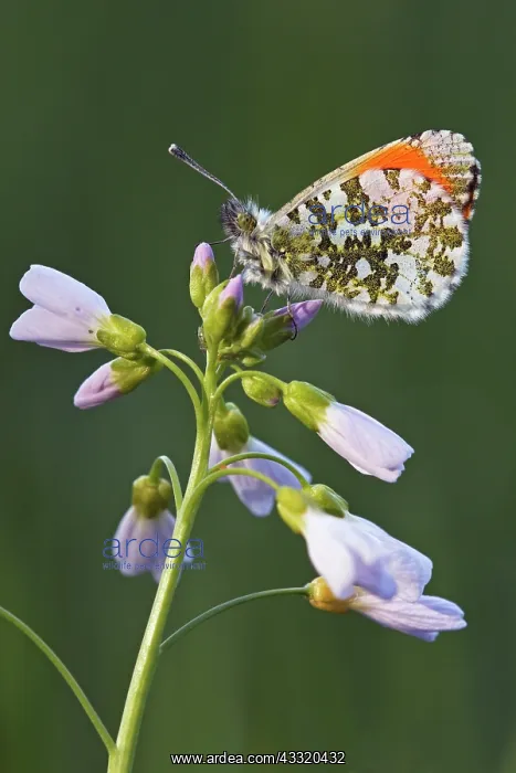 : Cuckoo Flower : Cuckoo Flower