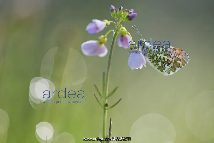 : Cuckoo Flower : Cuckoo Flower