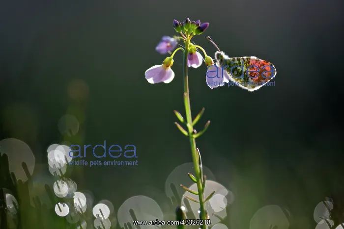 : Cuckoo Flower : Cuckoo Flower