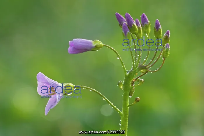 : Cuckoo Flower - blooming with morning dew on a : Cuckoo Flower - blooming with morning dew on a