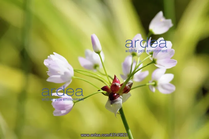 : Cuckoo flower, Cardamine pratensis, Delicate small pink colo : Cuckoo flower, Cardamine pratensis, Delicate small pink colo