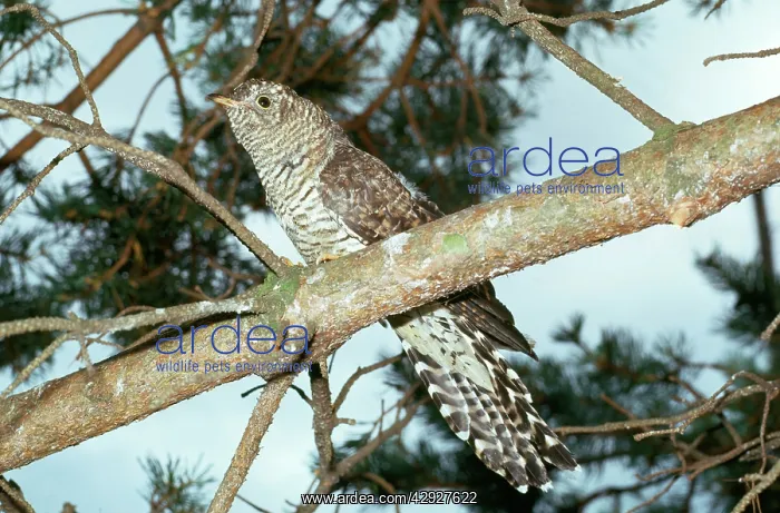 : Cuckoo - immature : Cuckoo - immature