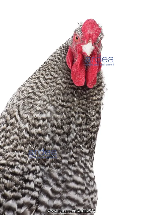  : Cuckoo Izegem Chicken Cockerel  /  Rooster