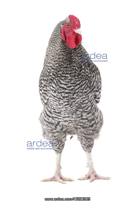  : Cuckoo Izegem Chicken Cockerel  /  Rooster