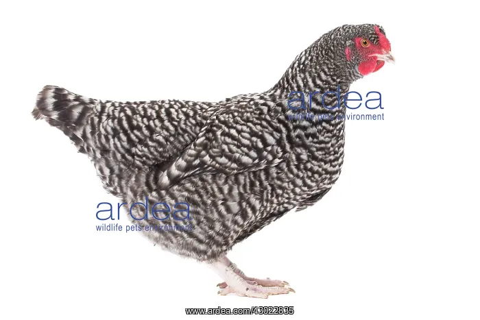  : Cuckoo Izegem Chicken Hen