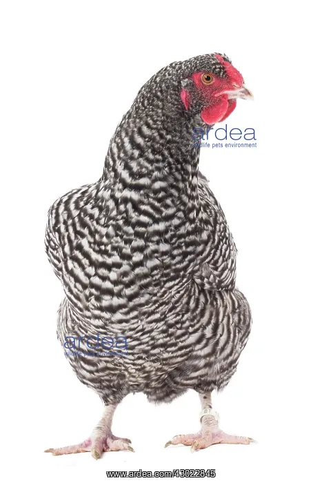  : Cuckoo Izegem Chicken Hen