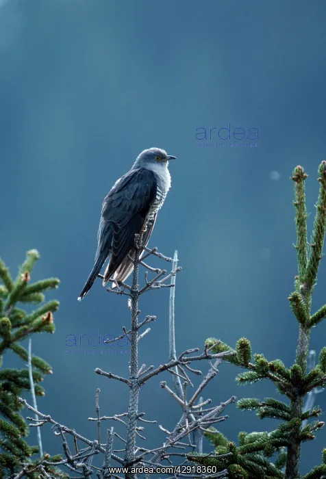  : Cuckoo - male
