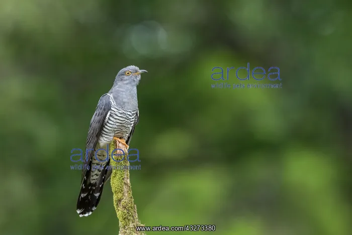 : Cuckoo - Male - UK : Cuckoo - Male - UK