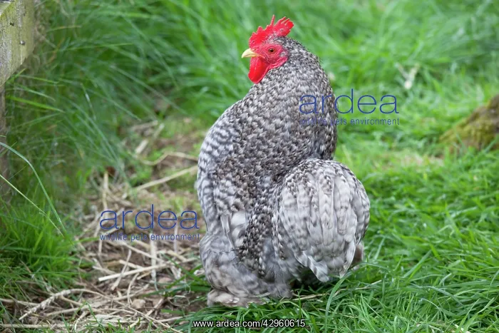 : Cuckoo Pekin bantam : Cuckoo Pekin bantam