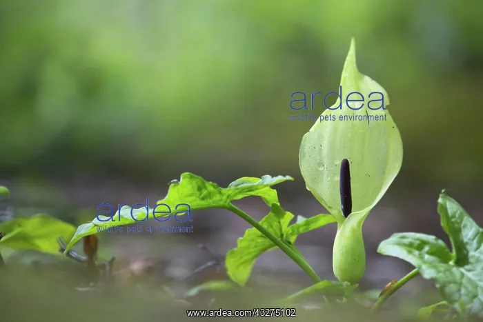 : Cuckoo Pint / Lords and Ladies : Cuckoo Pint / Lords and Ladies
