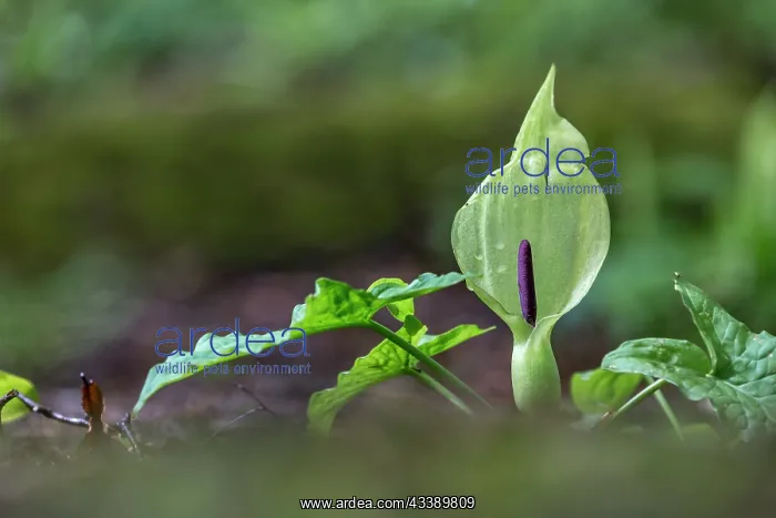 : Cuckoo Pint - UK : Cuckoo Pint - UK