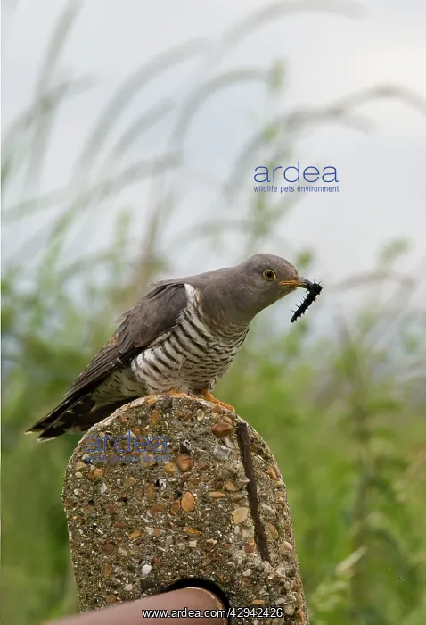 : Cuckoo - On post with caterpillar : Cuckoo - On post with caterpillar