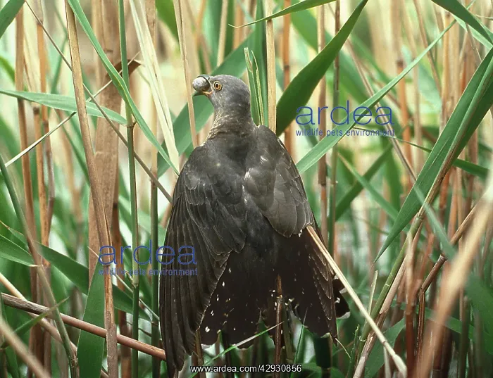 : CUCKOO - and Reed Warbler egg : CUCKOO - and Reed Warbler egg