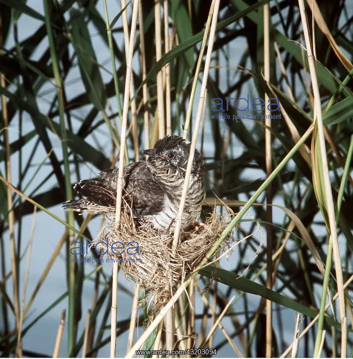 : Cuckoo in Reed Warbler's nest : Cuckoo in Reed Warbler's nest