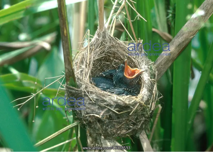 : CUCKOO - In Reed Warbler's nest - 5 days old - : CUCKOO - In Reed Warbler's nest - 5 days old -