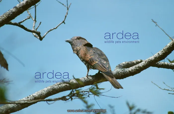 : Cuckoo Roller / Courol - female : Cuckoo Roller / Courol - female