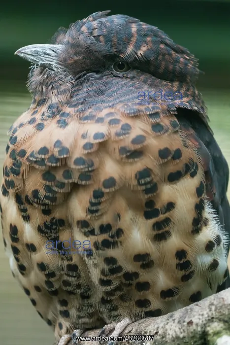 : Cuckoo Roller, portrait of female, native to Madagascar : Cuckoo Roller, portrait of female, native to Madagascar