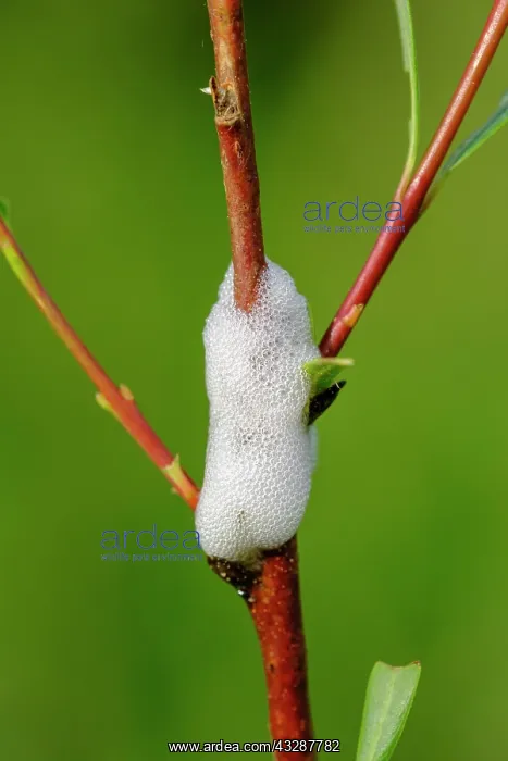 : Cuckoo saliva on willow branch, foam layer of the : Cuckoo saliva on willow branch, foam layer of the