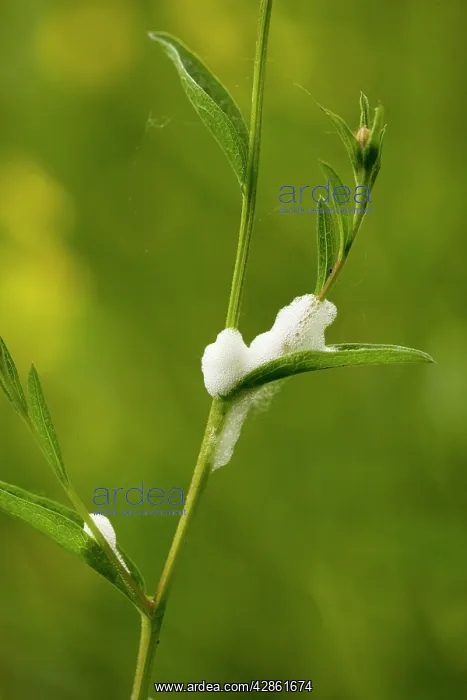 : Cuckoo spit, or nymphs of common froghopper - on : Cuckoo spit, or nymphs of common froghopper - on