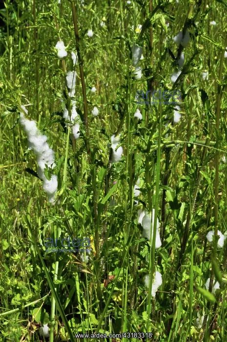 : Cuckoo Spit on Plant Stems : Cuckoo Spit on Plant Stems