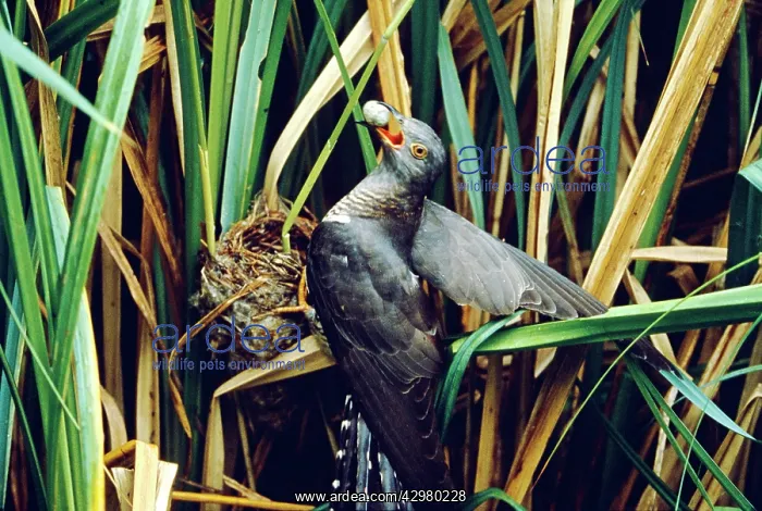 : Cuckoo - stealing Reed Warbler's eggs from nest : Cuckoo - stealing Reed Warbler's eggs from nest