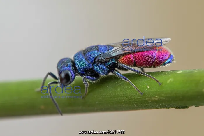 : Cuckoo wasp (Chrysis analis), Soria, Espagne : Cuckoo wasp (Chrysis analis), Soria, Espagne