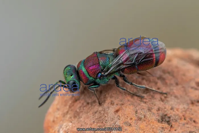 : Cuckoo wasp (Chrysis andradei), Soria, Spain : Cuckoo wasp (Chrysis andradei), Soria, Spain