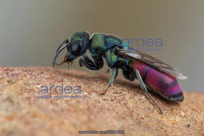 : Cuckoo wasp (Chrysis emarginatula), female, Soria : Cuckoo wasp (Chrysis emarginatula), female, Soria