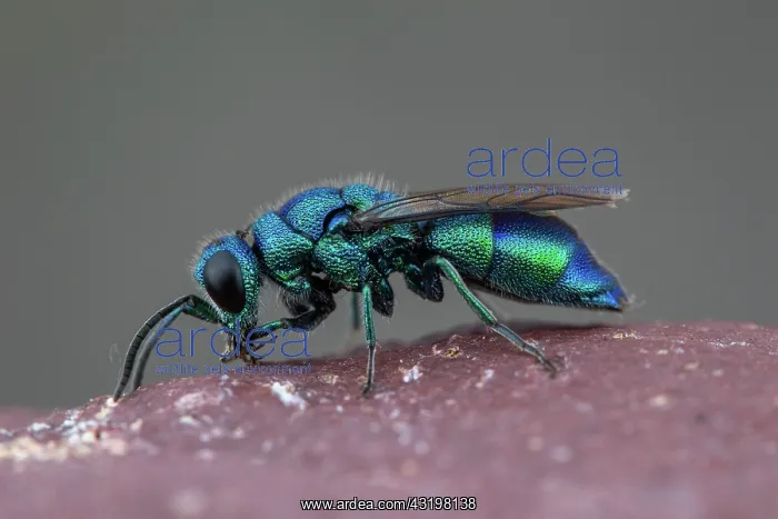 : Cuckoo wasp (Chrysis indigotea), La Bollene-Vesubie : Cuckoo wasp (Chrysis indigotea), La Bollene-Vesubie