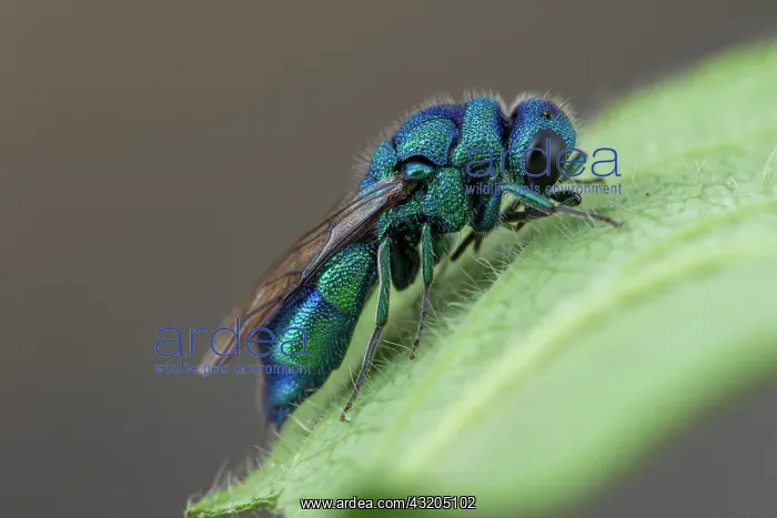 : Cuckoo wasp (Chrysis indigotea), La Bollene-Vesubie : Cuckoo wasp (Chrysis indigotea), La Bollene-Vesubie