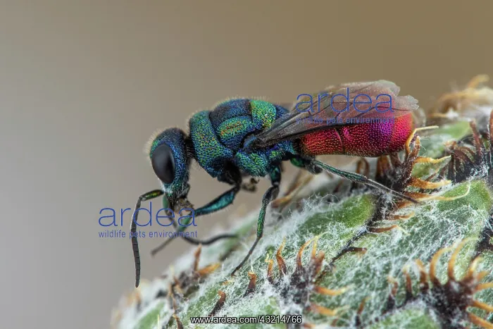  : Cuckoo wasp (Chrysis mixta), Soria, Spain