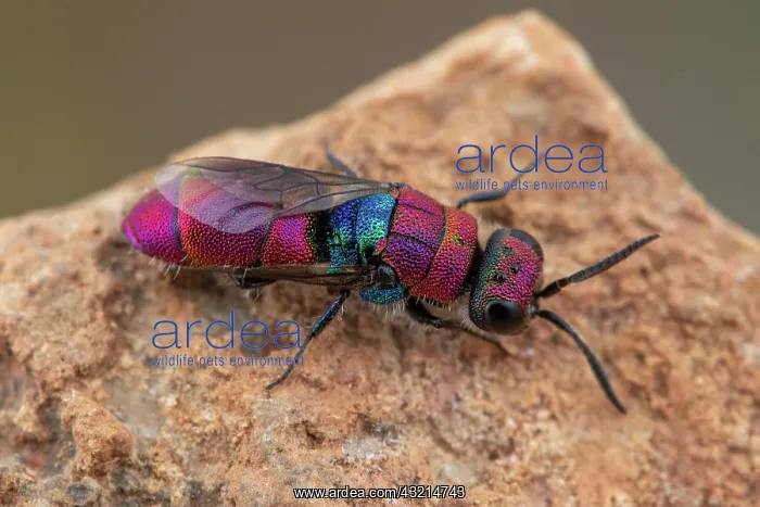 : Cuckoo wasp (Chrysis peninsularis) female, Soria : Cuckoo wasp (Chrysis peninsularis) female, Soria