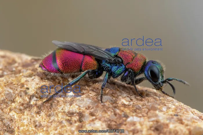 : Cuckoo Wasp (Chrysis pyrophana), female, Soria : Cuckoo Wasp (Chrysis pyrophana), female, Soria