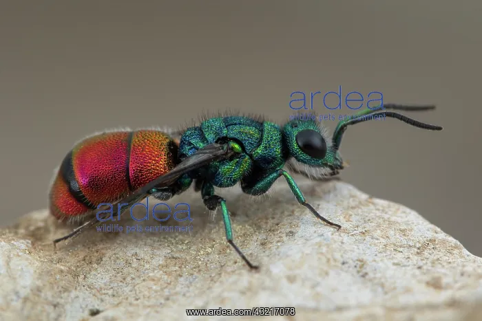 : Cuckoo wasp (Chrysis radians), Cayolle pass, Alps : Cuckoo wasp (Chrysis radians), Cayolle pass, Alps