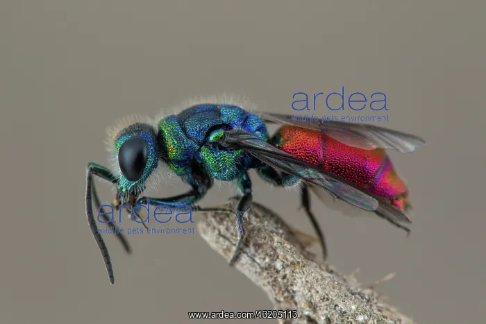 : Cuckoo wasp (Chrysis rutiliventris), Cayolle pass : Cuckoo wasp (Chrysis rutiliventris), Cayolle pass