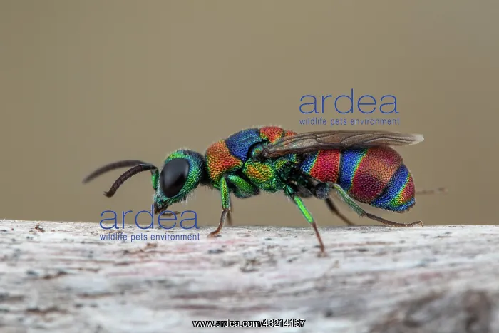 : Cuckoo wasp (Chrysis semicincta), Aix en Provence : Cuckoo wasp (Chrysis semicincta), Aix en Provence
