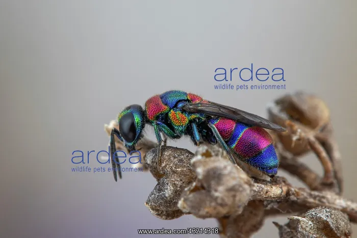 : Cuckoo wasp (Chrysis semicincta), Soria, Spain : Cuckoo wasp (Chrysis semicincta), Soria, Spain