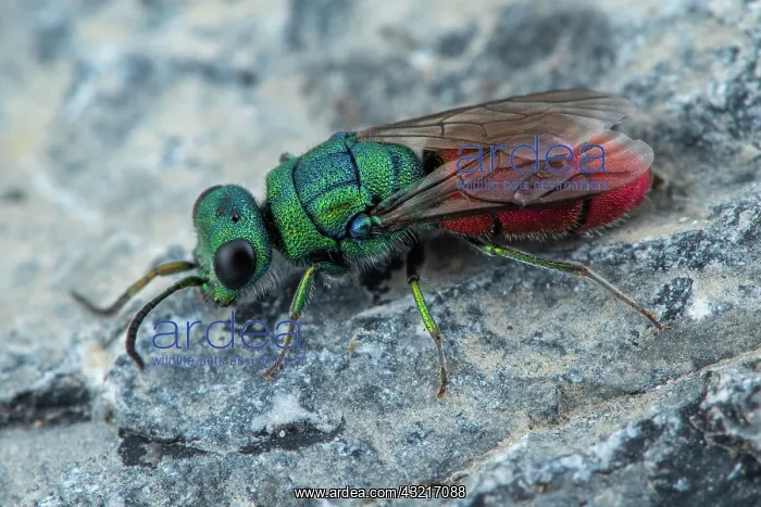 : Cuckoo wasp (Chrysis simplex), Cayolle pass, Alps : Cuckoo wasp (Chrysis simplex), Cayolle pass, Alps