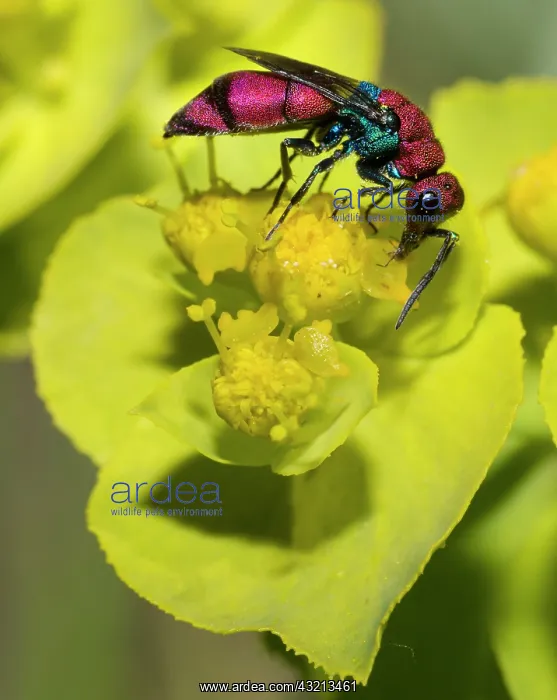 : Cuckoo wasp (Chrysura cuprea) on euphorbia flower : Cuckoo wasp (Chrysura cuprea) on euphorbia flower