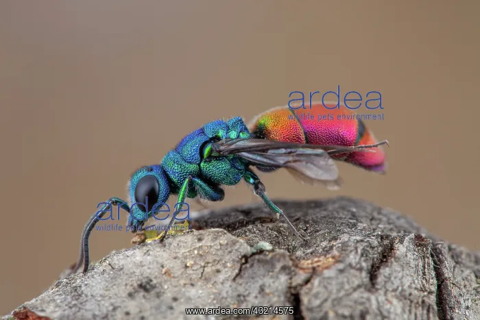  : Cuckoo wasp (Chrysura refulgens), Drome, France