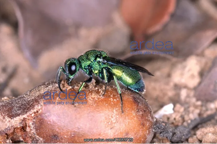 : CUCKOO WASP - ON EGG : CUCKOO WASP - ON EGG